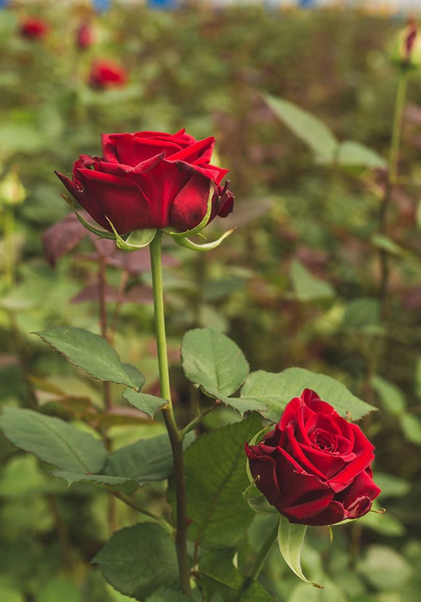 exim.flowers about us