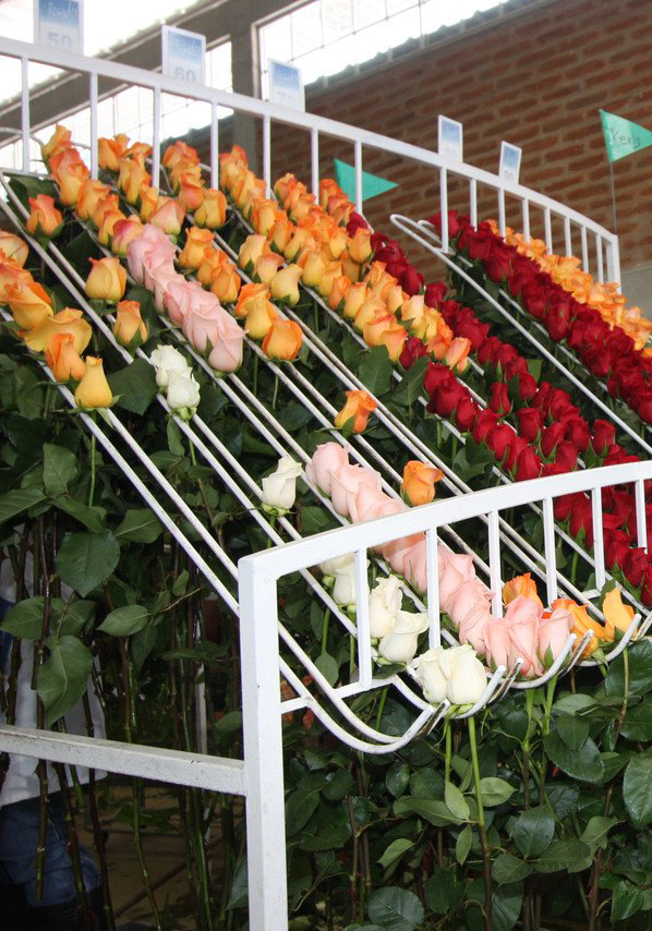 exim.flowers about us